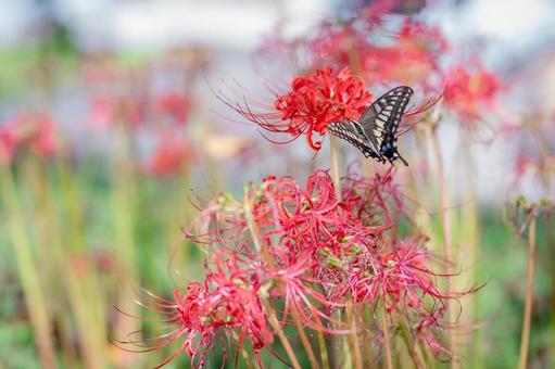 アゲハ蝶と彼岸花の写真