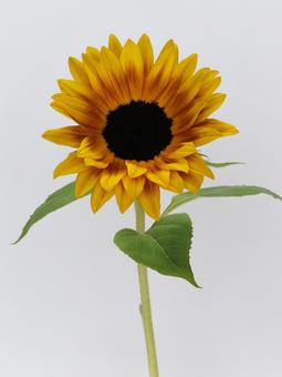 ひまわりの花 ひまわりの花の写真