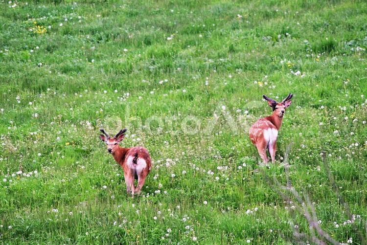 振り向くエゾシカ エゾシカ,エゾ鹿,野生の写真素材