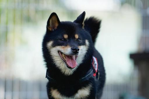 ワンコの顔(柴犬・豆柴) ワンコの顔(柴犬・豆柴)の写真