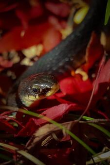 紅葉カーペットをゆく蛇 (ヤマカガシ) 蛇,ヘビ,爬虫類の写真素材