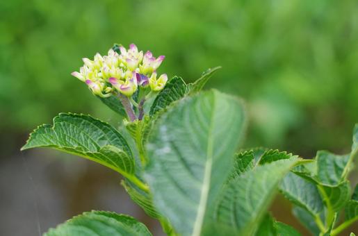 色づき始めた、アジサイの小さな期待 色づき始めた、アジサイの小さな期待 アジサイ,紫陽花,蕾の写真素材