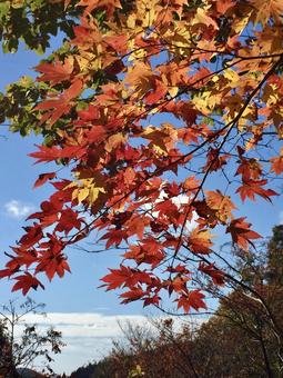 青空ともみじ 青空ともみじ 風景,もみじ,紅葉の写真素材