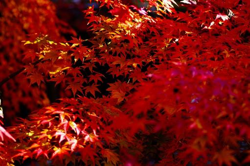 紅葉 紅葉 紅葉,秋,植物の写真素材