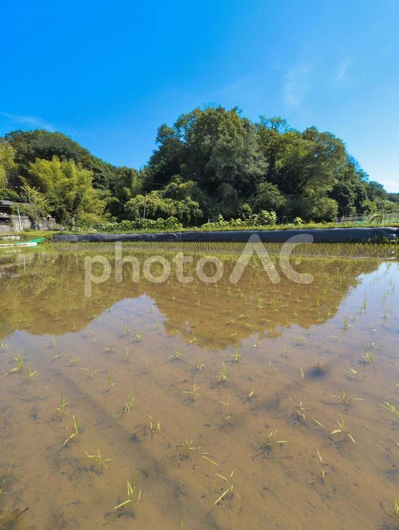 田植え直後の水田 風景,水田,田んぼの写真素材