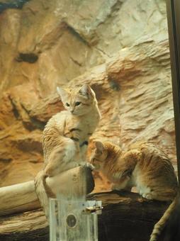 スナネコ スナネコの写真