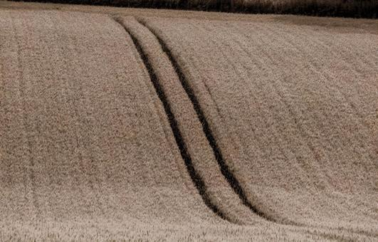 トラクターの轍が残る麦畑 麦畑,轍,畑の写真素材