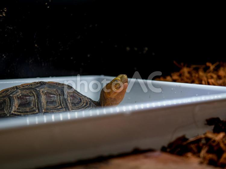 セマルハコガメのアップ セマルハコガメ,ハコガメ,カメの写真素材