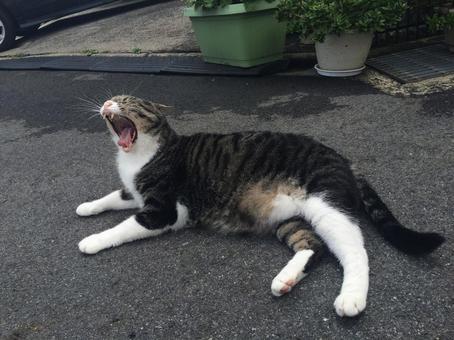 猫 猫の写真
