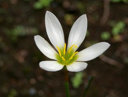 タマスダレ タマスダレの写真