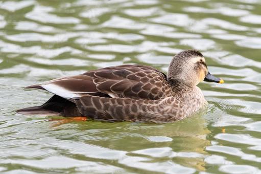 A duck swimming gracefully in the pond, JPG