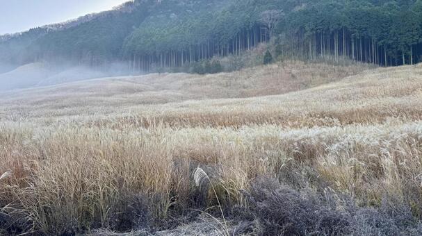 仙石原すすき草原15 仙石原すすき草原,すすき,青空の写真素材