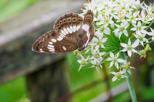 アサマイチモンジ⑽ 蝶,アサマイチモンジ,昆虫の写真素材