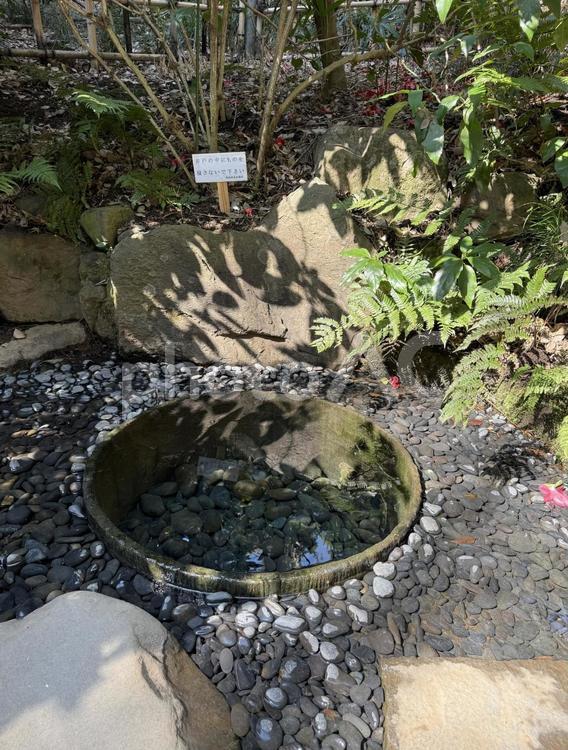 明治神宮　御苑　清正井 森,初詣,清正井の写真素材