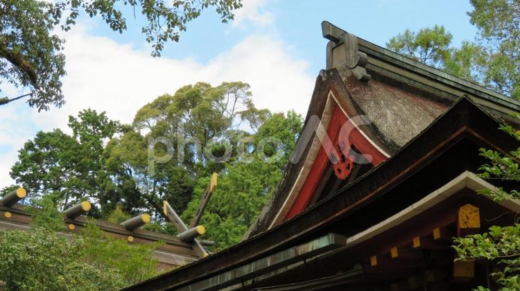 石上神宮　拝殿と本殿の屋根 石上神宮,石上神社,いわがみさんの写真素材