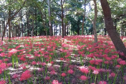 spider lilies, JPG