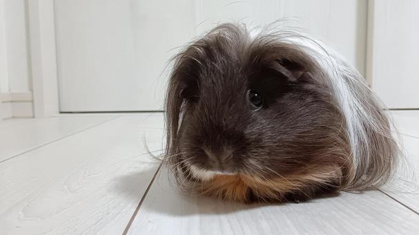 長毛種のモルモット モルモット,長毛,長毛種の写真素材