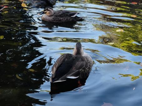 紅葉の水面と鴨 紅葉の水面と鴨 カモ,鳥,自然の写真素材