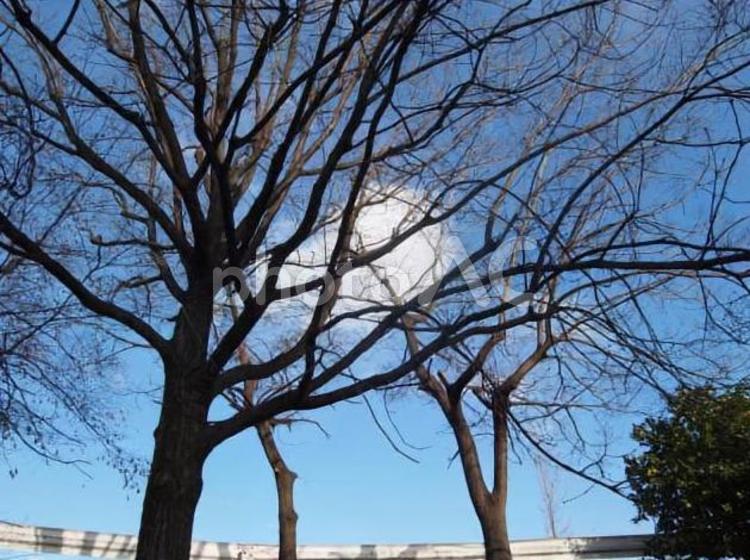 青空と樹木 オーク,ブランチ,何人もありませんの写真素材