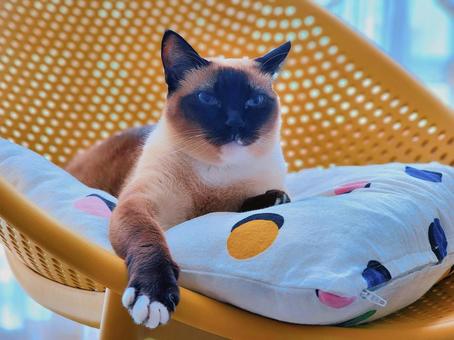 猫 猫 シャム猫,猫,猫の姿の写真素材
