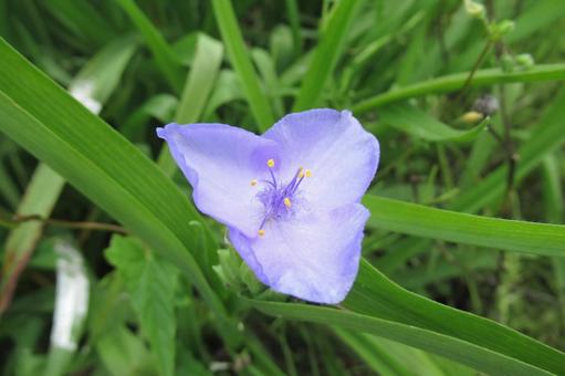 Pretty light purple dayflowers blooming in the fields, JPG Pretty light purple dayflowers blooming in the fields, JPG