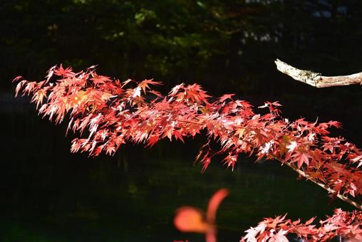 紅葉 もみじ 紅葉 もみじ 紅葉,もみじ,モミジの写真素材