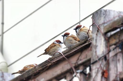 福良雀 福良雀,すずめ,冬の写真素材