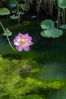 ピンクの蓮と蛙 ピンクの蓮と蛙 蓮,ピンク,夏の写真素材
