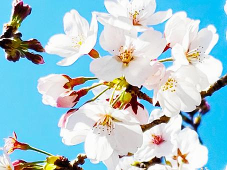 桜の花 桜の花の写真