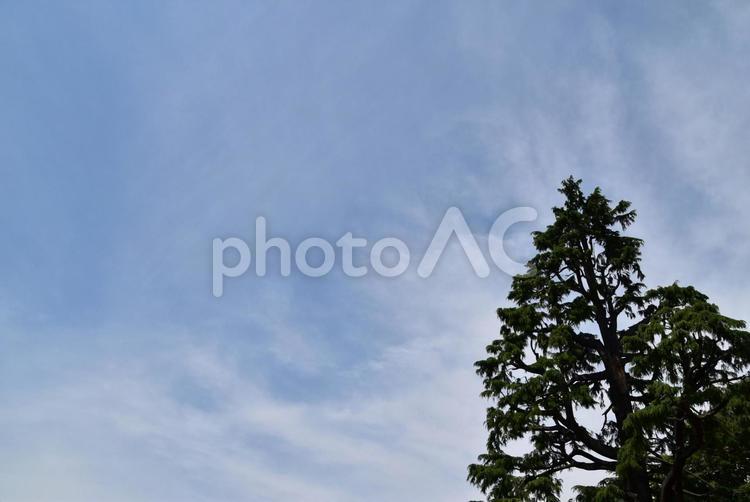 青空と木 青空と木 青空,空,木の写真素材