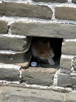 野良猫 猫,野良猫,白い猫の写真素材