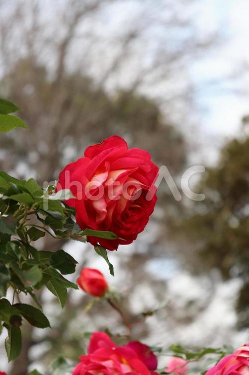 日本生まれの赤い薔薇、希望 薔薇,花,植物の写真素材