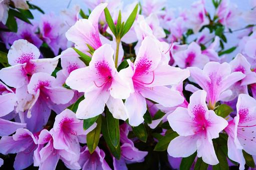 淡いピンクの花 淡いピンクの花の写真