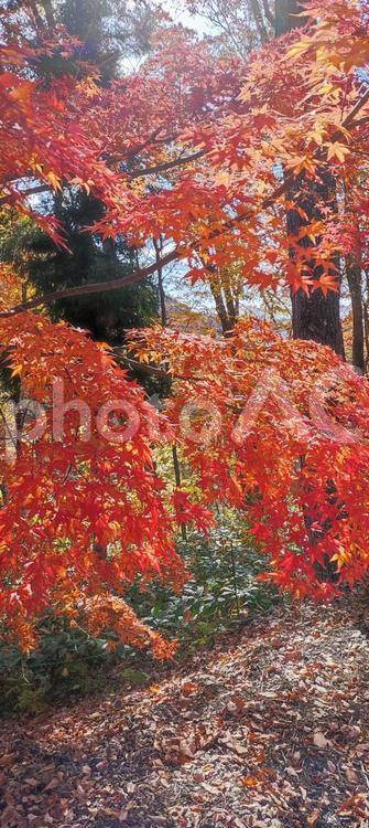 紅葉の見頃 紅葉,風景,秋の写真素材