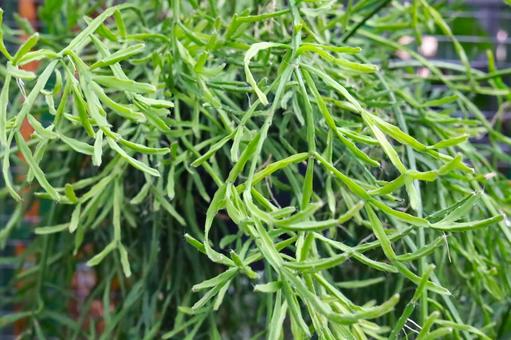 観葉植物 観葉植物の写真