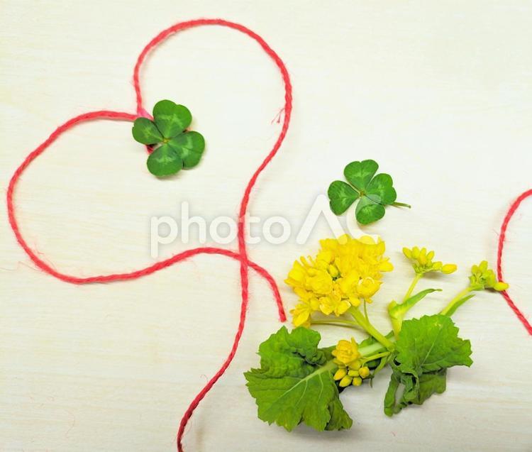 四つ葉と菜の花のハート背景３ 四つ葉,クローバー,菜の花の写真素材