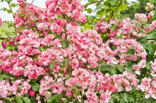 薔薇の花 薔薇の花の写真