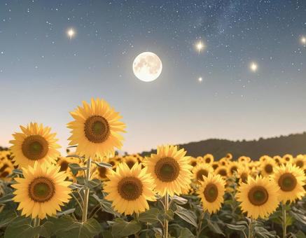月夜に咲くひまわり畑の写真