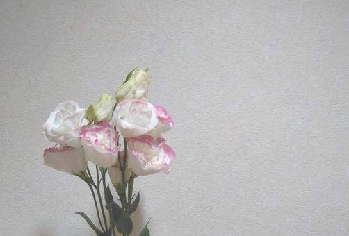 トルコキキョウの写真