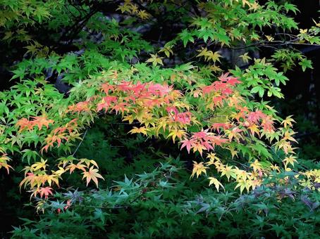 渓流にかかるイロハモミジの秋模様 イロハモミジ,カエデ,紅葉の写真素材