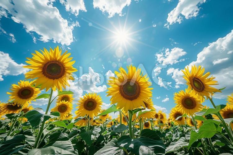 青空に映えるひまわり畑の風景 ひまわり,花,夏の写真素材