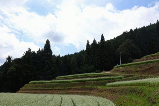 ９月下旬のまんのう町島ヶ峰の天空のソバ畑 ソバ畑,蕎麦,花の写真素材