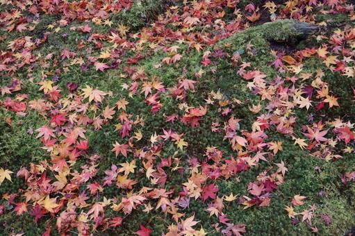 秋の風景　紅葉　落ち葉 紅葉,秋,秋の風景の写真素材