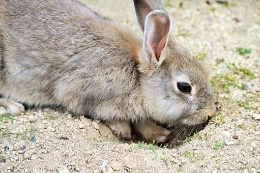 穴掘りをする野ウサギ 穴掘りをする野ウサギ うさぎ,野ウサギ,穴掘りの写真素材