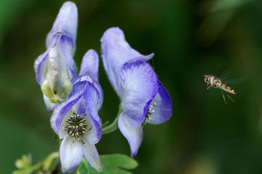 トリカブトの花 トリカブト,雑草,ヒラタアブの写真素材