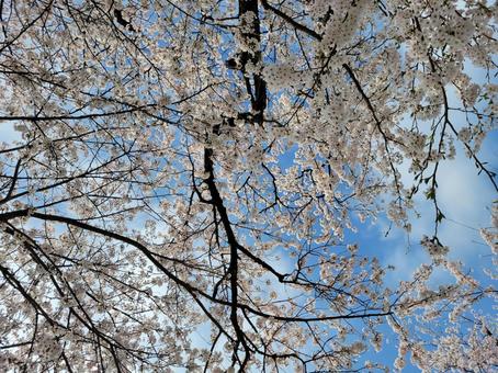 桜 春,桜,満開の写真素材