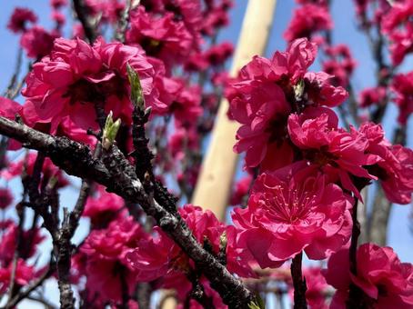 赤の八重咲きハナモモの花 赤の八重咲きハナモモの花の写真