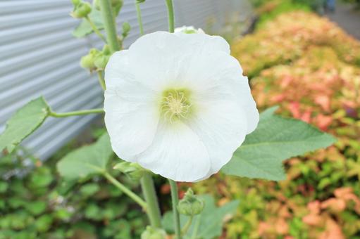 [Flower photo] Hollyhock_0609-67, JPG