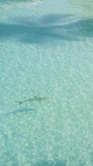 透き通る海で泳ぐサメ 透き通る海で泳ぐサメの写真