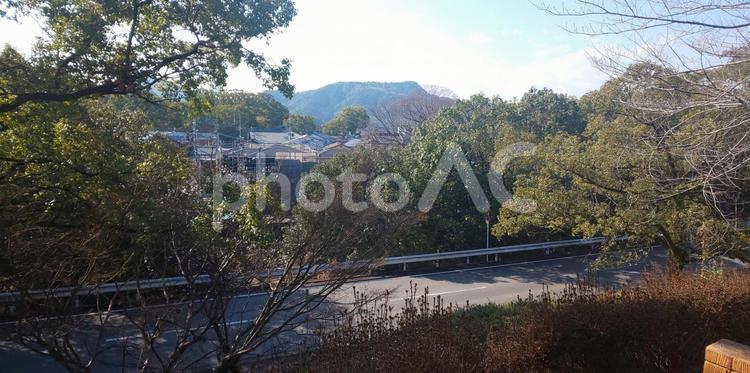 樹木-宇美町 明神坂 樹木,町中,地方の写真素材